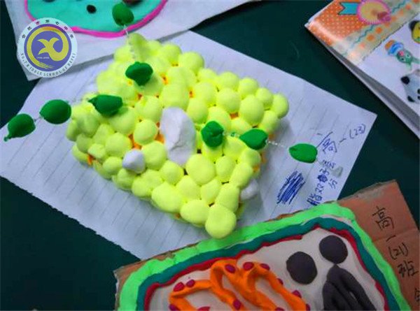 luck18平台举行生物模型制作大赛(图6)