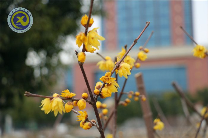 梅雪盼冬来,微笑迎春归(图15)