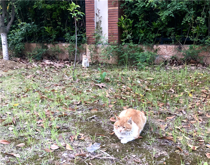 杨可盈 校内小猫.jpg 杨可盈 校内小猫.jpg