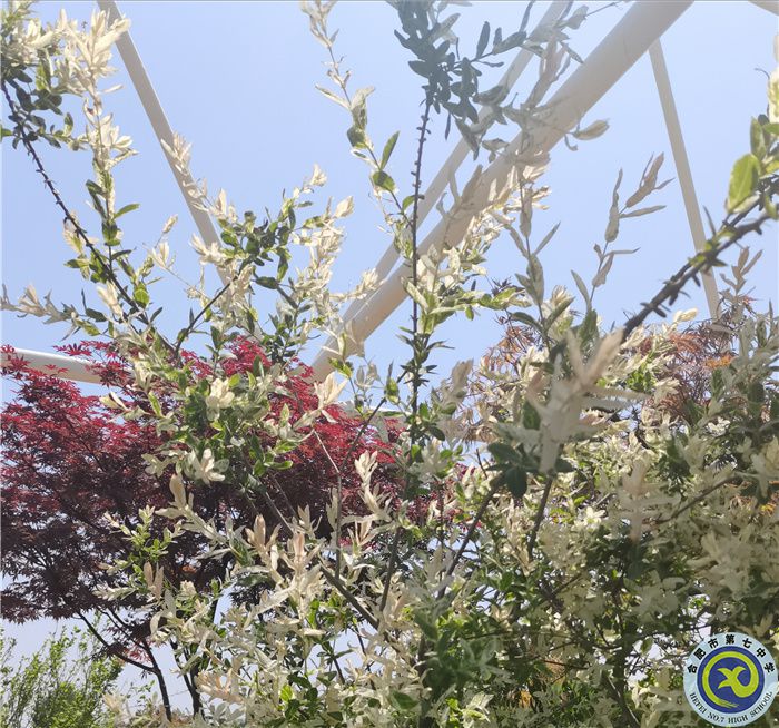 初夏时节 张子文.jpg 初夏时节 张子文.jpg