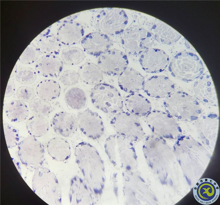 光学显微镜下的蝗虫精母细胞减数分裂装片.jpg 光学显微镜下的蝗虫精母细胞减数分裂装片.jpg