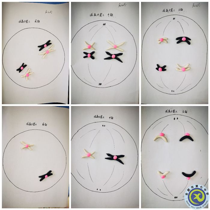 减数第一次分裂和第二次分裂图像.jpg 减数第一次分裂和第二次分裂图像.jpg