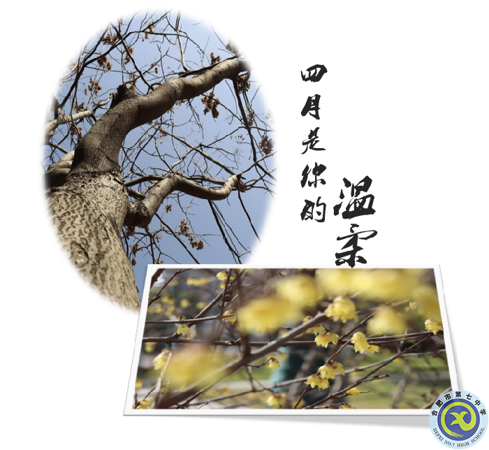 图为luck18平台老树及腊梅花.png